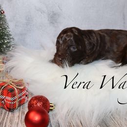 Vera Wang - Brown female Bernedoodle puppy in Ohio from Moore Doodles