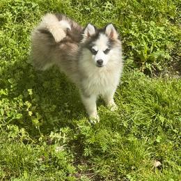 Cherish - Black and white female Pomsky puppy in Bucyrus, Missouri from Hill Top Pomskies