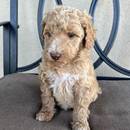 Willow - Apricot female Poodle puppy in Tucson, Arizona from Desert Doodles + Poodles