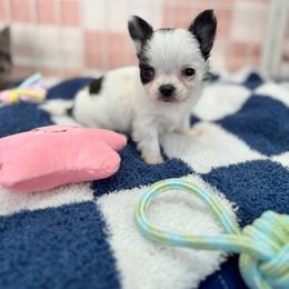 Chihuahua Puppies from Cloud9 Chihuahuas