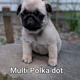 Dot - Fawn female Pug puppy in Vernon, New York from Cydney & Co Pugs
