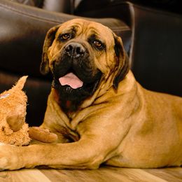 Stubby - Cane Corso