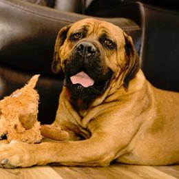 Stubby - Cane Corso