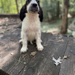 Ridge - Black white and tan male English Springer Spaniel puppy in Comer, Georgia from Stratton Spaniels