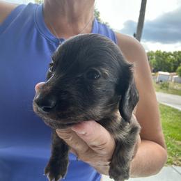 Marino (dark brindle) - Brindle male Dachshund puppy in Sebring, Florida from Mini Weenies