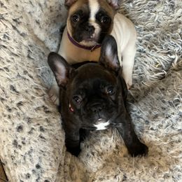 French Bulldog Puppies from Smileys French bulldogs