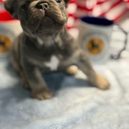 KOBE - Tricolors male French Bulldog puppy in Mountain View, Missouri from MO Frenchie Kisses