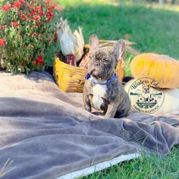 Sid - Brindle male French Bulldog puppy in Strunk, Kentucky from Waters Edge French Bulldogs LLC