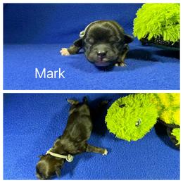 Mark - Charcoal male Lhasa Apso puppy in Cincinnati, Ohio from Shangri-La Lhasa Apsos