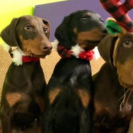 Doberman Pinschers from Down the Leash