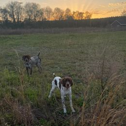 German Shorthaired Pointers from Judy Creek GSP's
