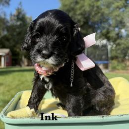 Ink - Black female Australian Labradoodle puppy in Citrus Heights, California from Elite Blend Labradoodles