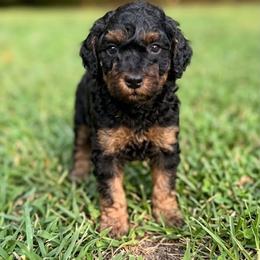 Poodle Puppies from Poodle Love