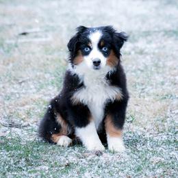 Dolly - Toy Australian Shepherd