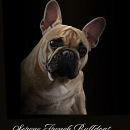 Nova - Fawn and white female French Bulldog puppy in Cheney, Washington from Serene Prairie K9