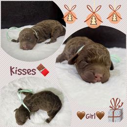 KISSES - Brown and white female Aussiedoodle puppy in Houston, Texas from Jomelkin Furry Pals