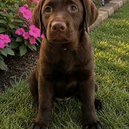 Orange collar - Chocolate female Labrador Retriever puppy in Princeton, North Carolina from Kelly Haven Labs