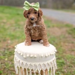 Cozy - Red  female Goldendoodle puppy in Whitesburg, Georgia from Asbury & Co Farms