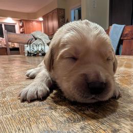 Red - Golden male Golden Retriever puppy in Madison, Ohio from Heckmans English Cream Golden Retrievers