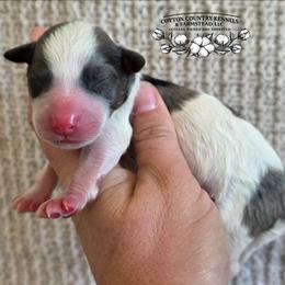 Boy 1 - Blue merle male Aussiedoodle puppy in Vinemont, Alabama from Cotton Country Kennels
