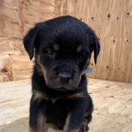Blue Boy - Black and tan male Rottweiler puppy in Chillicothe, Missouri from Bella Bowe Champion Import Rottweilers