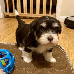 Havanese Puppies from Coco’s Puppies