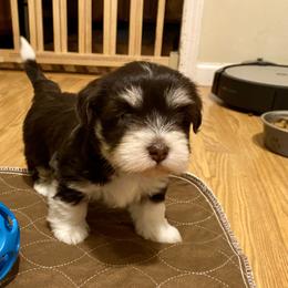 Havanese Puppies from Coco’s Puppies