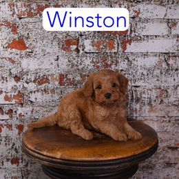 Winston - Red male Cavapoo puppy in Calhoun, Georgia from Happy Top Doodles