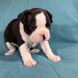 Krampus - Black and white male Boston Terrier puppy in Kingsport, Tennessee from Dreamweaver Bostons
