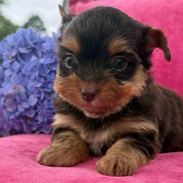 Girl 1 - Black and gold female Yorkshire Terrier puppy in Taylorsville, North Carolina from SilverLining highlands and hounds