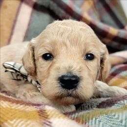 Muffin - Cream male Goldendoodle puppy in Temecula, California from Oodles O'Doodles
