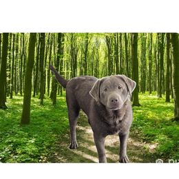 T8mber - Dilute Retriever