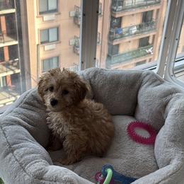 Maltipoo Puppies from Awwws-n-Pawws