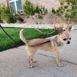 Chihuahua Puppies from Jamie's Chihuahuas