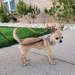 Chihuahua Puppies from Jamie's Chihuahuas