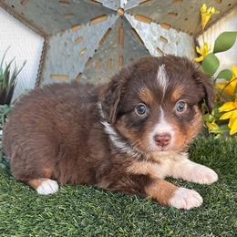 Topaz - Red tri male Toy Australian Shepherd puppy in Granbury, Texas from Texas Miniature Aussies
