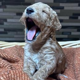 Cooper - Red  male Poodle puppy in Akeley, Minnesota from Blessed Acres Miniature Poodles