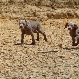 Weimaraner and Wirehaired Vizsla Puppies from Willow Ridge Kennel