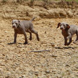 Weimaraner and Wirehaired Vizsla Puppies from Willow Ridge Kennel