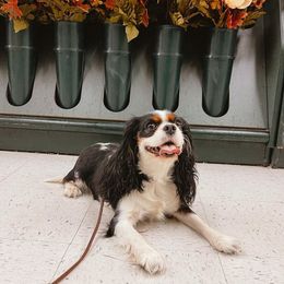 Wish - Cavalier King Charles Spaniel