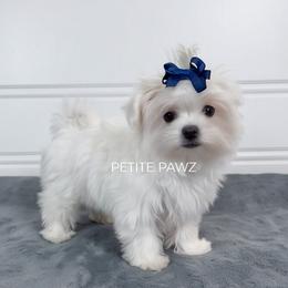 Sherman - White male Maltese puppy in Tampa, Florida from Petite Pawz