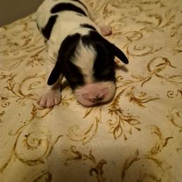 Girl 1 - Black white and tan female English Springer Spaniel puppy in Socorro, New Mexico from Huntin' Buddies