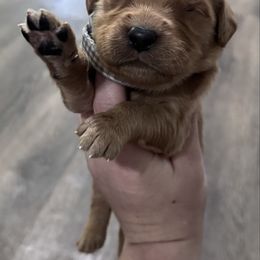 Boy 5 - Dark golden male Golden Retriever puppy in Pekin, Illinois from Solari Kennels