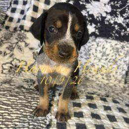 Jewel - Blue ticked and tan female Bluetick Coonhound puppy in Mount Pleasant, Texas from Harmons Hounds