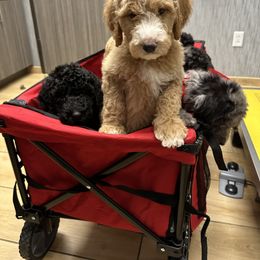 Aussiedoodle and Goldendoodle Puppies from Toledo Creek Doodles