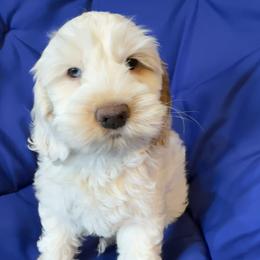 Cockapoo and Goldendoodle Puppies from Capital Doodles