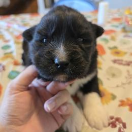 Dean - Black male Siberian Husky puppy in Addison, Michigan from Gray Run Siberian Huskies