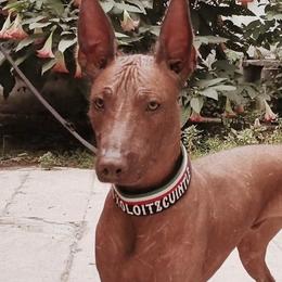 Zip - Xoloitzcuintli