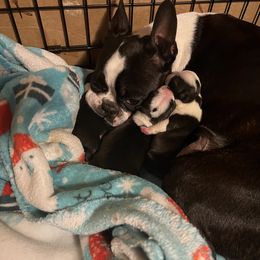 Boston Terrier Puppies from Benders Boston’s