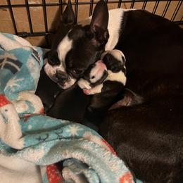 Boston Terrier Puppies from Benders Boston’s